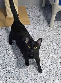 Domestic Short Hair Cats Available for Adoption - Avaro | PetCurious