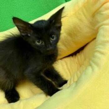 Lurre -  Domestic Short Hair Cat for Adoption in Green Valley, Arizona - Lurre | PetCurious