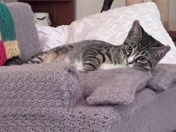 Rescue Domestic Short Hair Cats for Adoption in Vancouver, Washington - Tigger | PetCurious