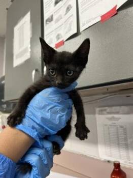Duke -  Domestic Short Hair Cat for Adoption in Fort Worth, Texas - Duke | PetCurious