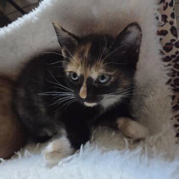 Tiramisu -  Domestic Short Hair Cat for Adoption in Beaverton, Oregon - Tiramisu | PetCurious