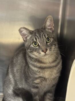 Rescue Domestic Short Hair Cats for Adoption in Roseville, California - Lavender | PetCurious