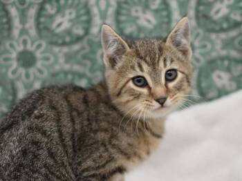 Domestic Short Hair Cats Available for Adoption - Leopard | PetCurious