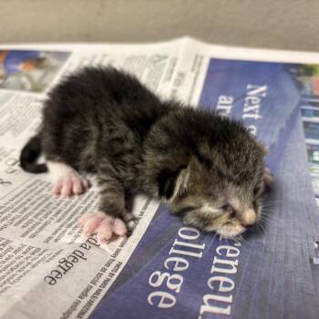 Domestic Short Hair Cats Available for Adoption - Brooklyn | PetCurious