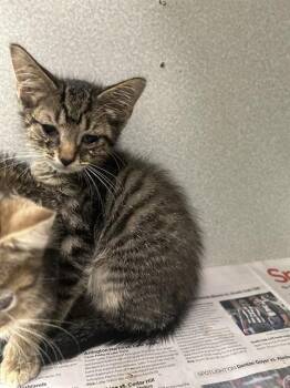 TAYLOR -  Domestic Short Hair Cat for Adoption in Dallas, Texas - TAYLOR | PetCurious