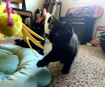 Rescue Domestic Long Hair Cats for Adoption in Traverse City, Michigan - Milton | PetCurious