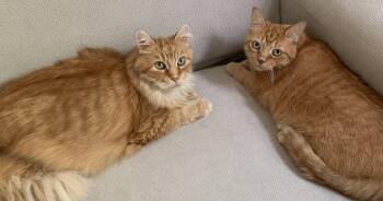 Alice -  Domestic Short Hair Cat for Adoption in Mississauga, Ontario - Alice | PetCurious