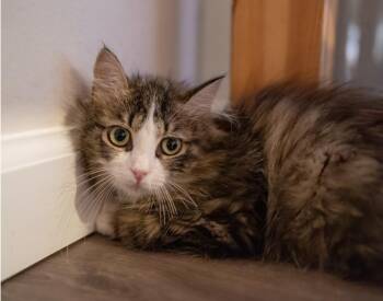 Hallie -  Norwegian Forest Cat and Tabby Cat for Adoption in Bloomfield, New Jersey - Hallie | PetCurious