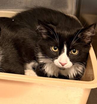Sprinkles -  Domestic Long Hair Cat for Adoption in Wantagh, New York - Sprinkles | PetCurious