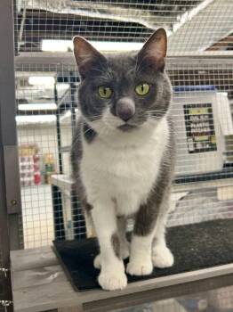 Domestic Short Hair Cats Available for Adoption in Cortland, Ohio - Loonette | PetCurious