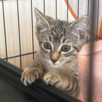 Smackey -  Domestic Short Hair Cat for Adoption in Bentonville, Arkansas - Smackey | PetCurious