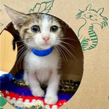 Lucein -  Domestic Short Hair Cat for Adoption in Brentwood, Missouri - Lucein | PetCurious