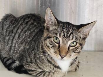 WYATT EARP -  Domestic Short Hair Cat for Adoption in Tustin, California - WYATT EARP | PetCurious