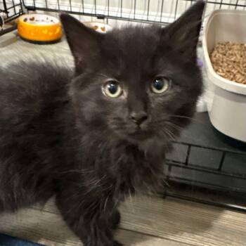 Rescue Domestic Medium Hair Cats for Adoption in Winchester, Virginia - Kerfuffle | PetCurious