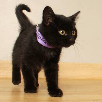 Collywobbles C71580 -  Domestic Short Hair Cat for Adoption in Minnetonka, Minnesota - Collywobbles C71580 | PetCurious