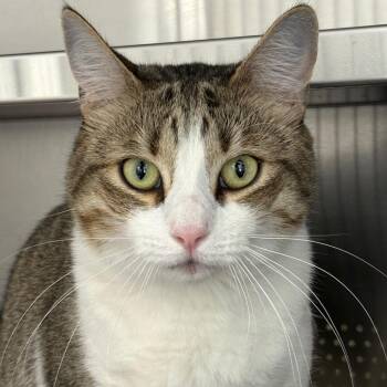Bogey (Casey) -  Domestic Short Hair Cat for Adoption in Sarasota, Florida - Bogey (Casey) | PetCurious