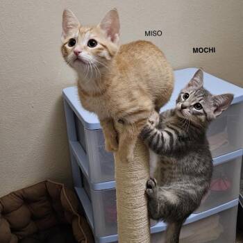 Domestic Short Hair Cats Available for Adoption in Lewisville, Texas - Miso | PetCurious