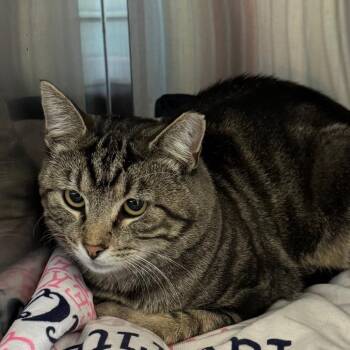 Diddly -  Domestic Short Hair Cat for Adoption in Lakewood, Colorado - Diddly | PetCurious