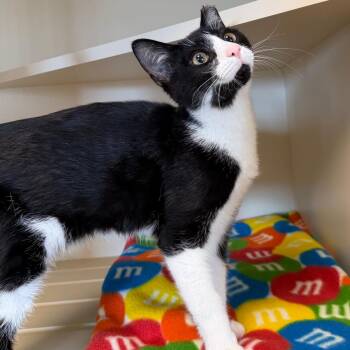 Rowe -  Domestic Short Hair Cat for Adoption in Cody, Wyoming - Rowe | PetCurious