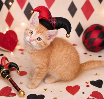 Harley Quinn -  Tabby Cat for Adoption in Pickerington, Ohio - Harley Quinn | PetCurious