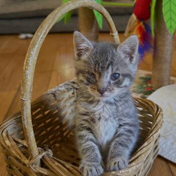Stanley -  Domestic Medium Hair Cat for Adoption in Wappingers Falls, New York - Stanley | PetCurious