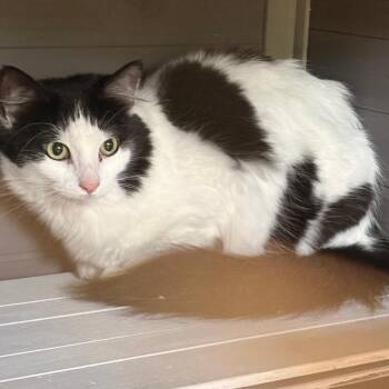 Nola Laney -  Domestic Long Hair Cat for Adoption in St. Louis, Missouri - Nola Laney | PetCurious