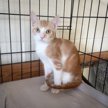 Tide 26-06-001 -  Domestic Short Hair Cat for Adoption in Bastrop, Texas - Tide 26-06-001 | PetCurious
