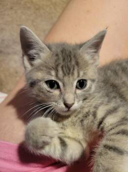 Domestic Short Hair Cats Available for Adoption in Virginia Beach, Virginia - Willow 