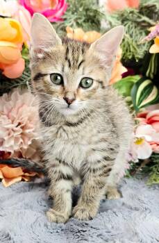 Domestic Short Hair Cats Available for Adoption in Ocean Springs, Mississippi - Lemon | PetCurious