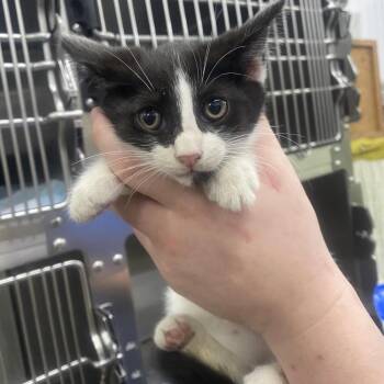 Willow -  Domestic Short Hair Cat for Adoption in Corbin, Kentucky - Willow | PetCurious