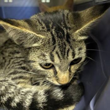 Softball -  Domestic Short Hair Cat for Adoption in Columbia, Missouri - Softball | PetCurious