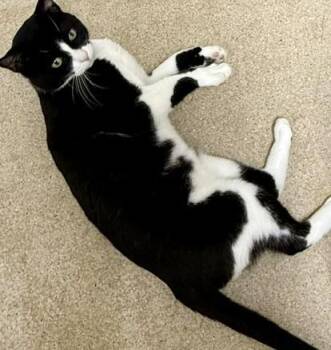 Domestic Short Hair Cats Available for Adoption in Gary, Indiana - Thor | PetCurious