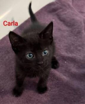 Carla -  Domestic Short Hair Cat for Adoption in San Jacinto, California - Carla | PetCurious