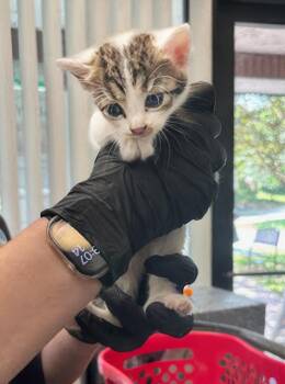 Allie -  Domestic Short Hair Cat for Adoption in Nashville, Tennessee - Allie | PetCurious