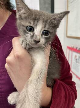 Domestic Short Hair Cats Available for Adoption in Corpus Christi, Texas - LAVENDER | PetCurious