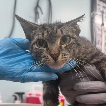Prada -  Domestic Short Hair Cat Available for Adoption in Buffalo, New York - Prada | PetCurious