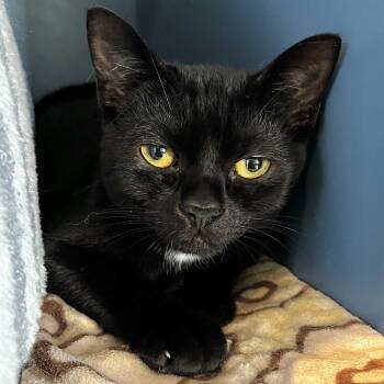 Domestic Short Hair Cats Available for Adoption in Englewood, Florida - Barney | PetCurious