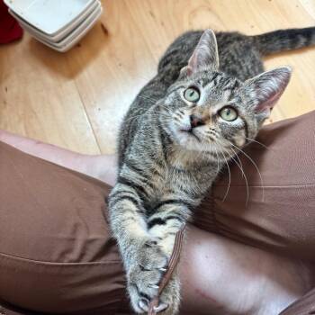 Chipmunk -  Domestic Short Hair Cat for Adoption in Traverse City, Michigan - Chipmunk | PetCurious