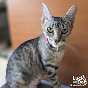 Rescue Domestic Short Hair Cats for Adoption in Washington, District Of Columbia - Rosemary | PetCurious