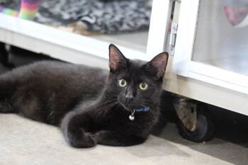 Domestic Short Hair Cats Available for Adoption in Ottumwa, Iowa - Dracula | PetCurious