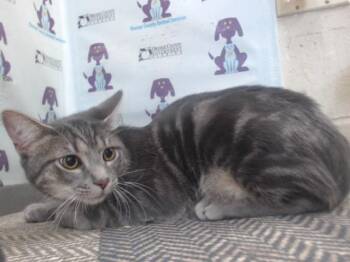 Domestic Short Hair Cats Available for Adoption in Orlando, Florida - MELLY | PetCurious