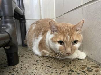 MANGO -  Domestic Short Hair Cat for Adoption in Auburn, California - MANGO | PetCurious