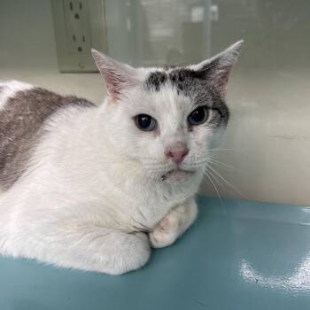 Churro -  Domestic Short Hair Cat for Adoption in Sunrise, Florida - Churro | PetCurious