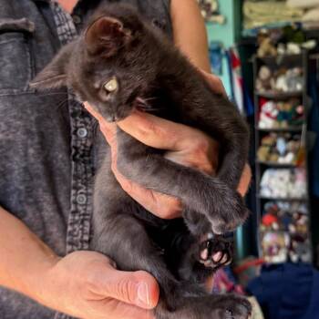 Neteyam - Home to Home -  Domestic Short Hair Cat for Adoption in South Elgin, Illinois - Neteyam - Home To Home | PetCurious