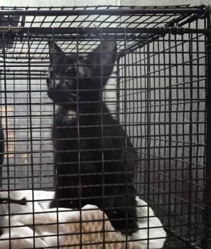 Domestic Short Hair Cats Available for Adoption in San Antonio, Texas - RICKY | PetCurious