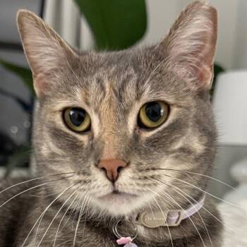Domestic Short Hair Cats Available for Adoption in New York, New York - Sophie | PetCurious