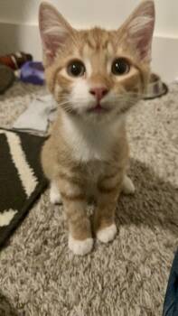 Rescue Domestic Short Hair and Tabby Cats for Adoption in Dallas, Texas - Mike Wheeler | PetCurious