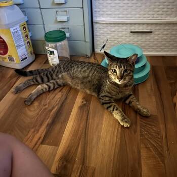 Swiper -  Domestic Short Hair Cat for Adoption in Oshkosh, Wisconsin - Swiper | PetCurious