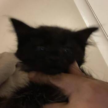 Jade -  Domestic Long Hair Cat for Adoption in Bel Air, Maryland - Jade | PetCurious