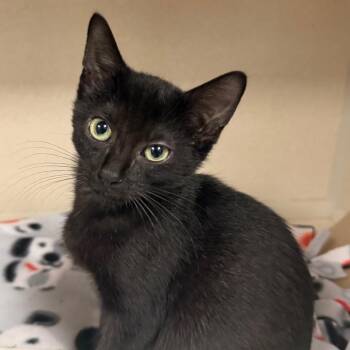 Matty -  Domestic Short Hair Cat for Adoption in Westhampton, New York - Matty | PetCurious